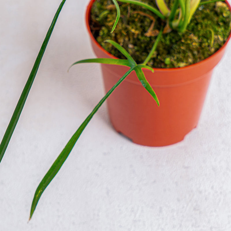 philodendron polypodioides for sale Philodendron polypodioides (wk10-A)