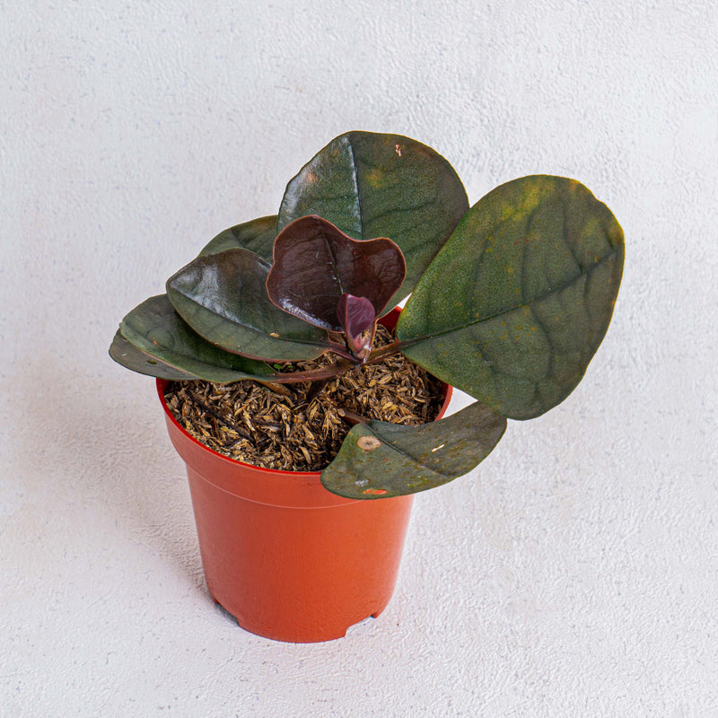 Labisia black Sp Sekadau