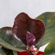 Labisia black Sp Sekadau