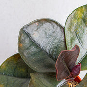 Labisia black Sp Sekadau