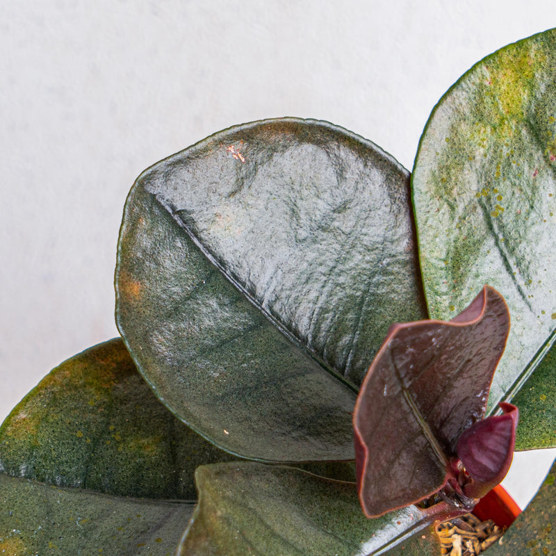 Labisia black Sp Sekadau