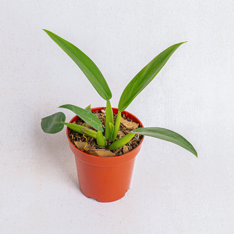 Philodendron Martianum