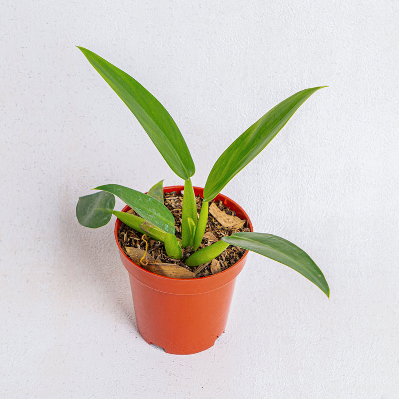 philodendron martianum engl Philodendron Martianum