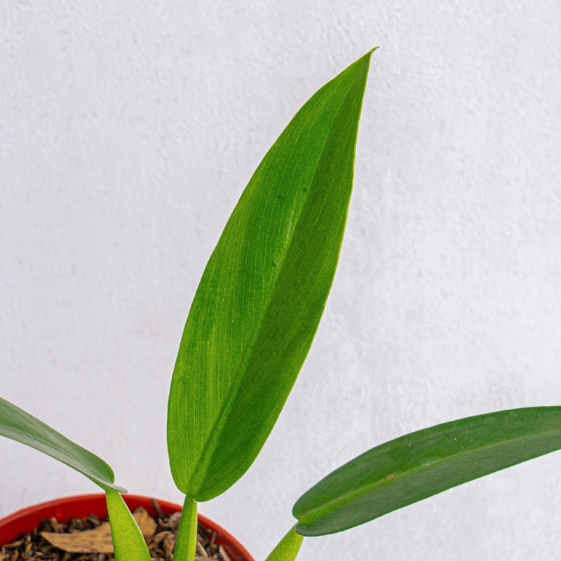 philodendron cannifolium Philodendron Martianum