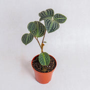 Geogenanthus poeppigii