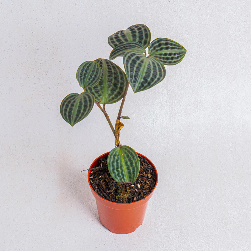 Geogenanthus poeppigii