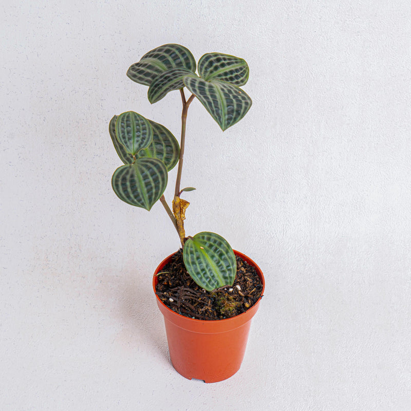 Geogenanthus poeppigii