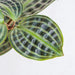 Geogenanthus poeppigii