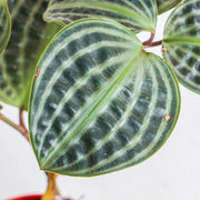 Geogenanthus poeppigii