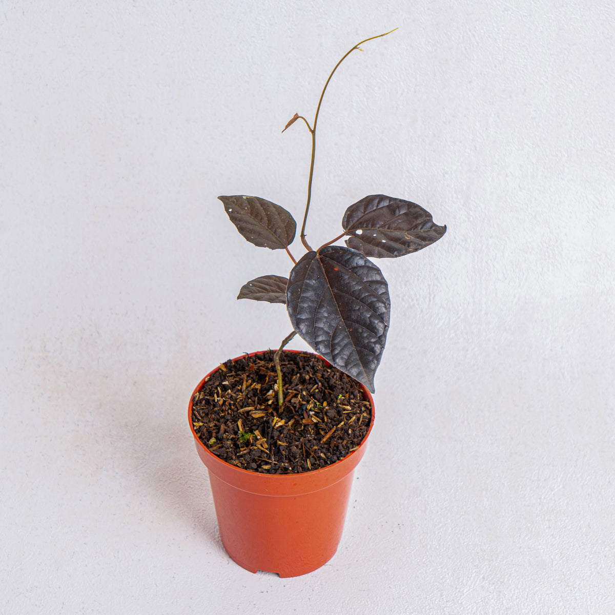 Piper Jungle Black — Aroidasia