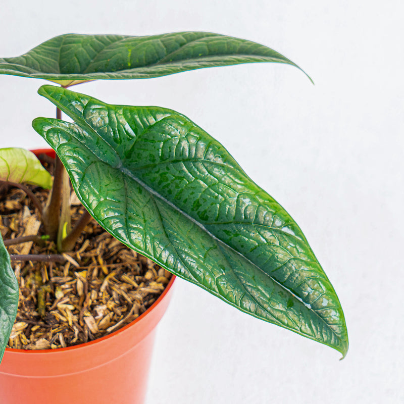 Alocasia Scalfrum