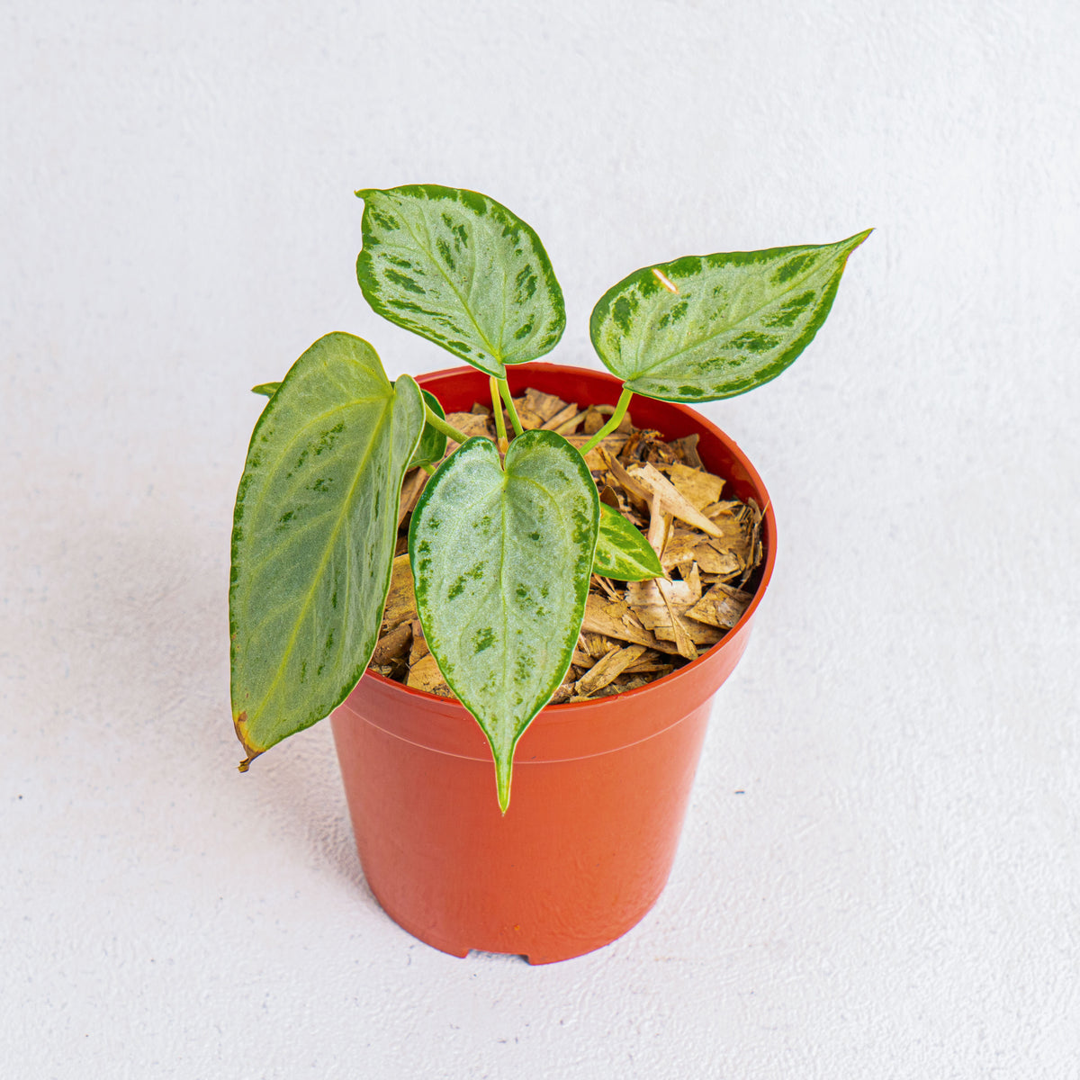 Anthurium Silver Chrome