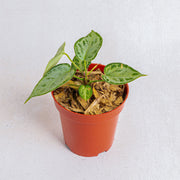 Anthurium silver chrome