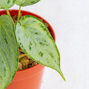 Anthurium silver chrome