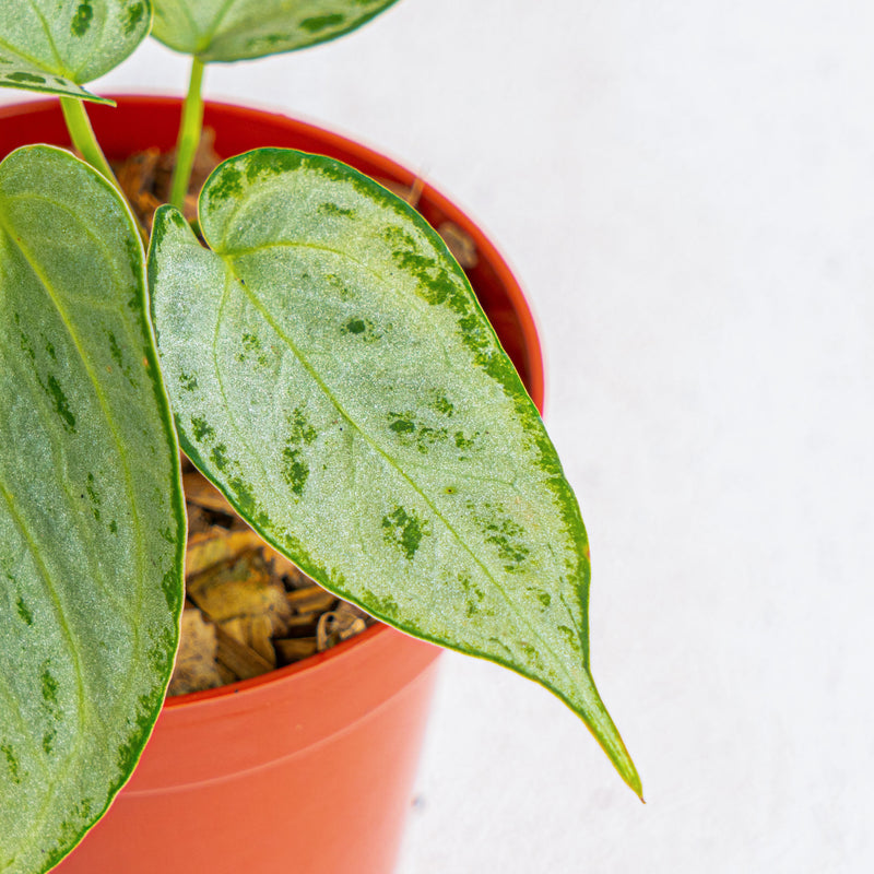 Anthurium silver chrome