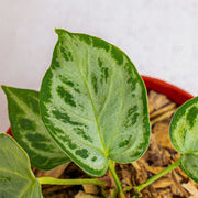Anthurium silver chrome