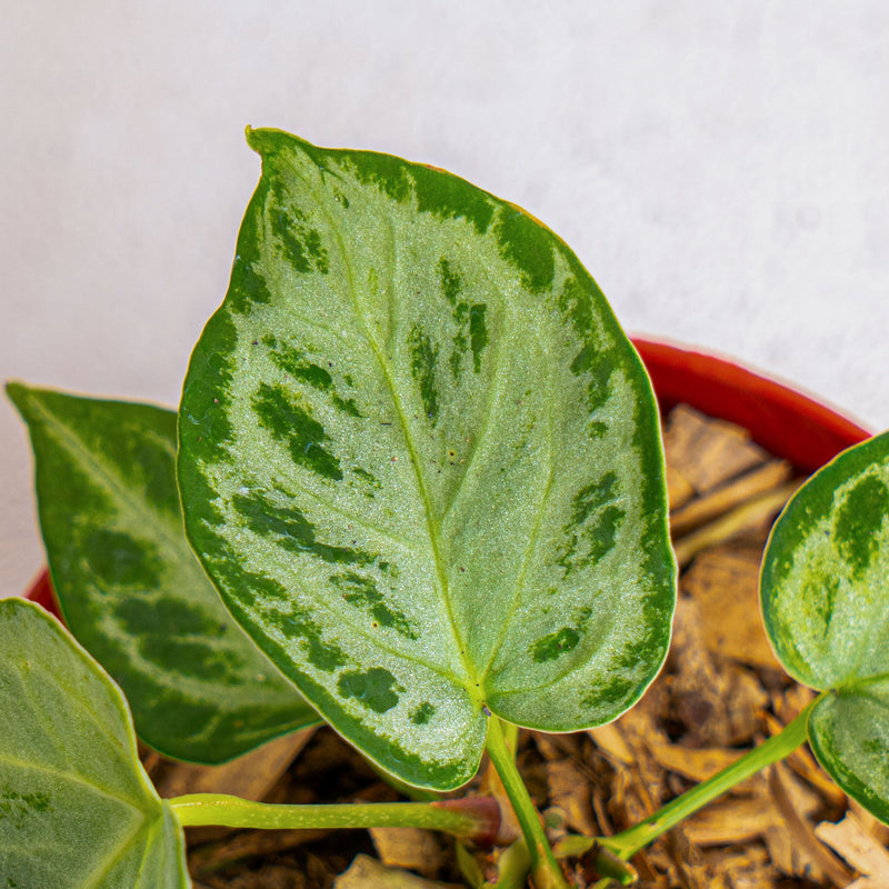Anthurium silver chrome