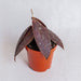 Hoya undulata red