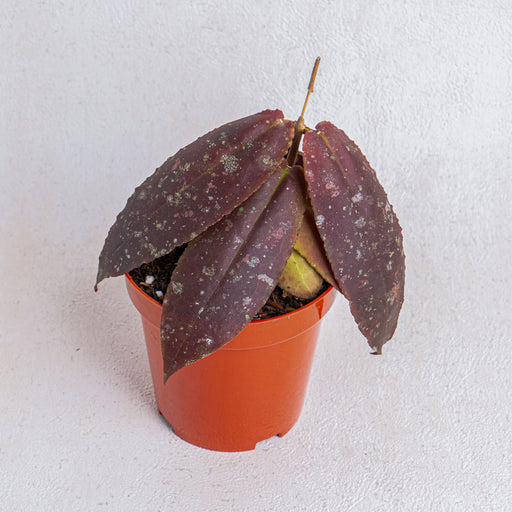 Hoya undulata red