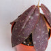 Hoya undulata red
