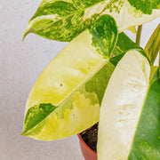 Philodendron burle marx variegated
