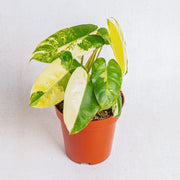 Philodendron burle marx variegated
