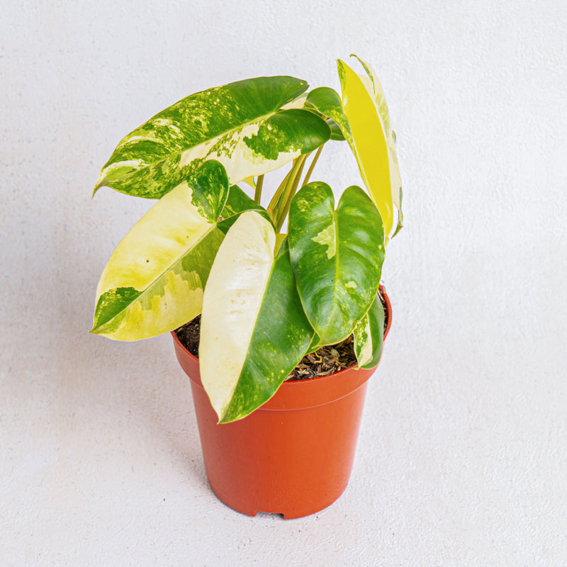 Philodendron burle marx variegated