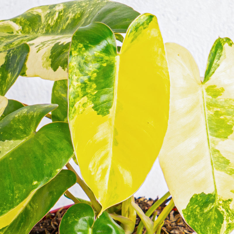 Philodendron burle marx variegated