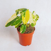 Philodendron burle marx variegated