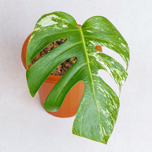 Monstera albo variegated (Fresh cutting 1 leaf)