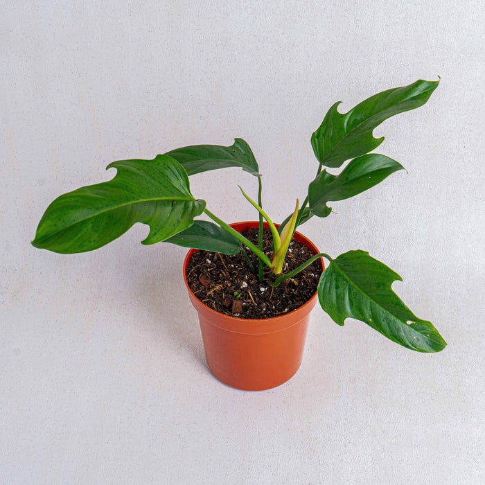 Philodendron ecuadorian
