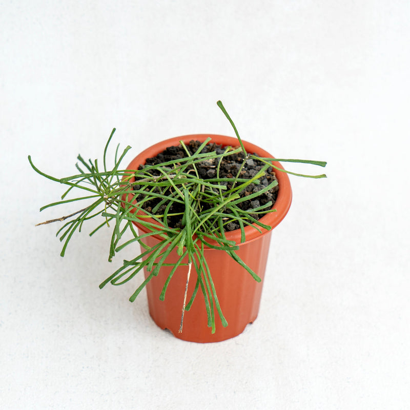 🎁 Hoya Retusa (100% off)