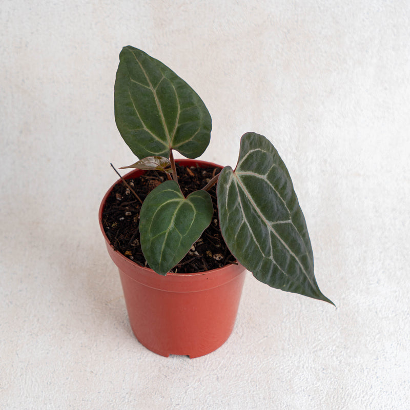 anthurium indonesia Anthurium Black Velvet Indonesia Type X (Zara x Michelle)