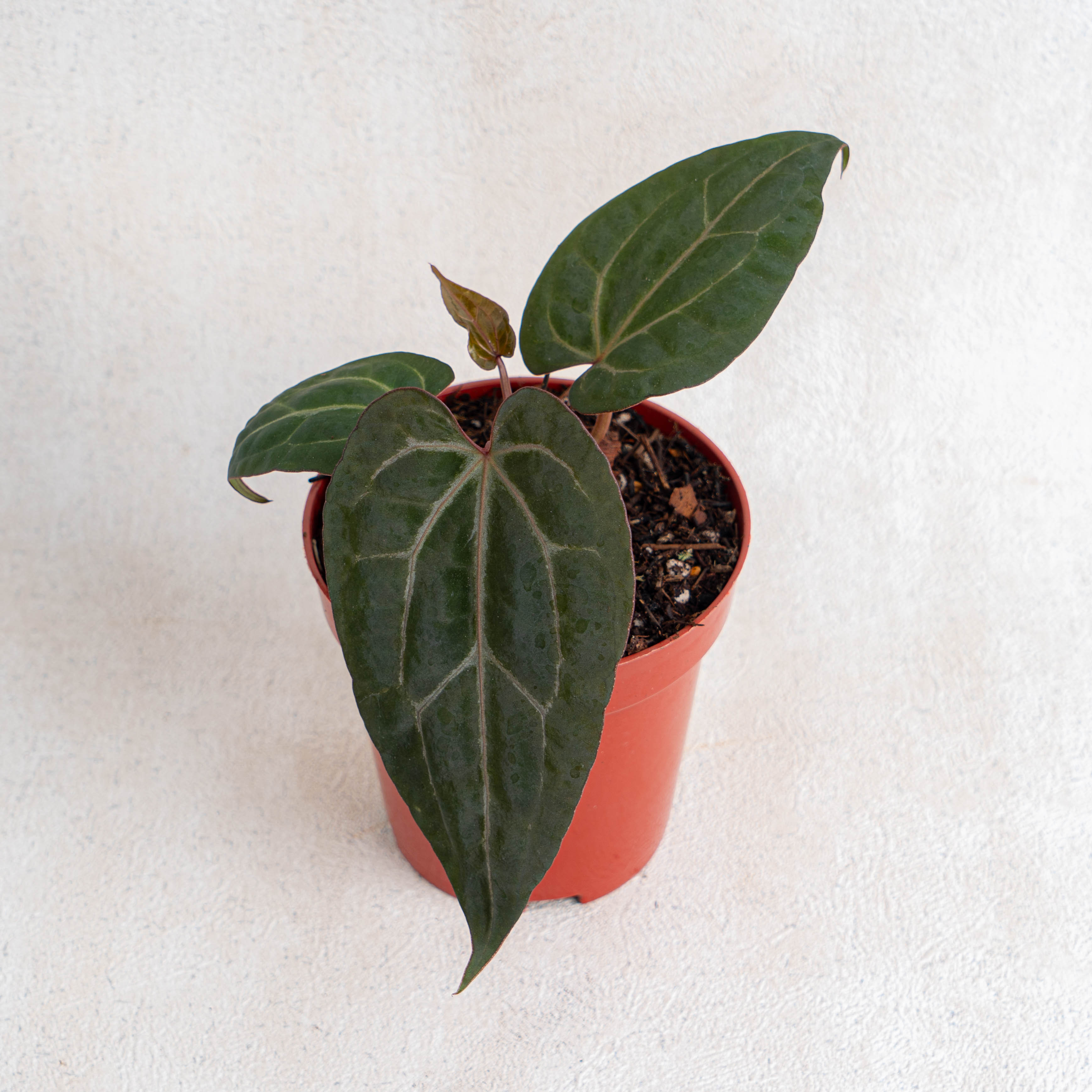 Anthurium Black Velvet Indonesia Type X (Zara x Michelle) — Aroidasia