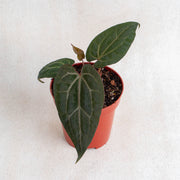Anthurium Black Velvet Indonesia Type x (zara x michelle)-Aroidasia