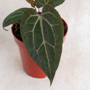 Anthurium Black Velvet Indonesia Type x (zara x michelle)-Aroidasia