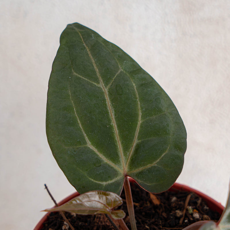 mikasa anthurium Anthurium Black Velvet Indonesia Type X (Zara x Michelle) — Aroidasia