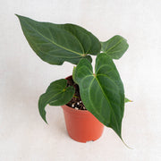 Anthurium Papillilaminum Narrow Form-Aroidasia