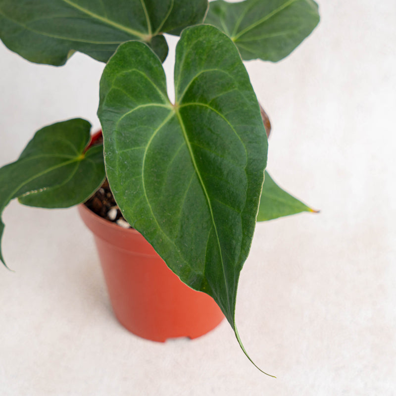 Anthurium Papillilaminum Narrow Form-Aroidasia