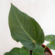 Anthurium Papillilaminum Narrow Form-Aroidasia