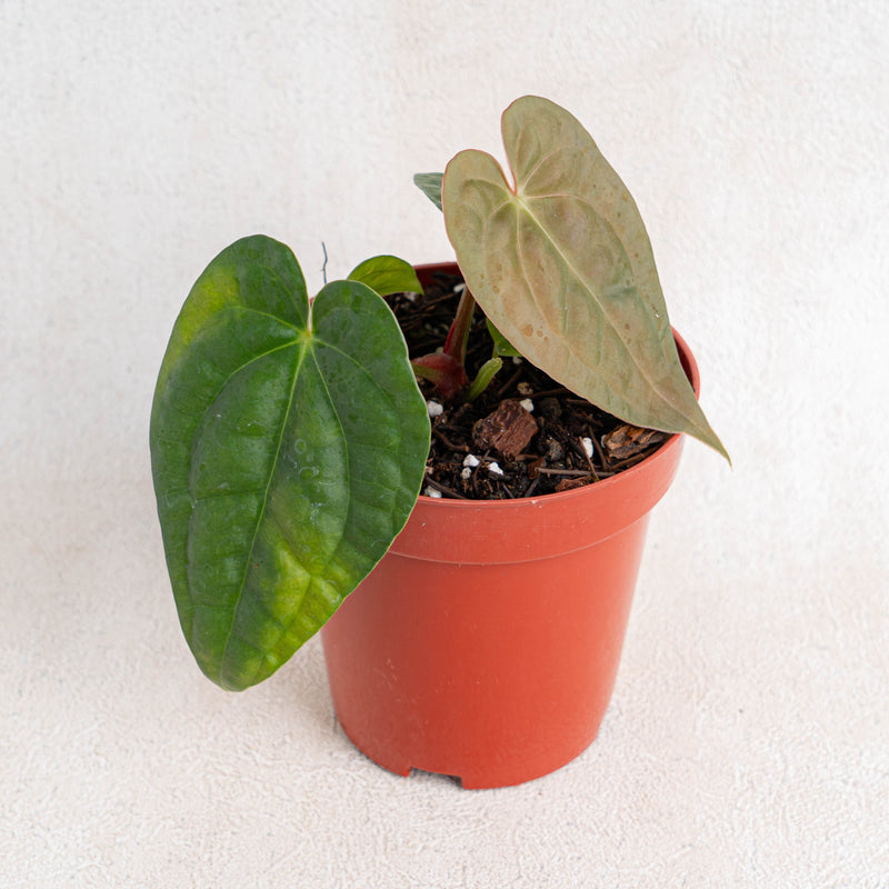 Anthurium Hoffmanii Hybrid x Dark Phoenix-Aroidasia