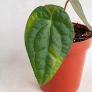 Anthurium Hoffmanii Hybrid x Dark Phoenix-Aroidasia