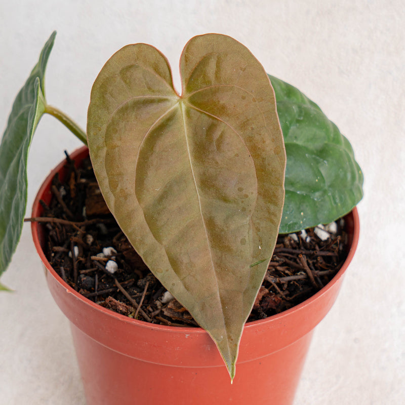 Anthurium Hoffmanii Hybrid x Dark Phoenix-Aroidasia
