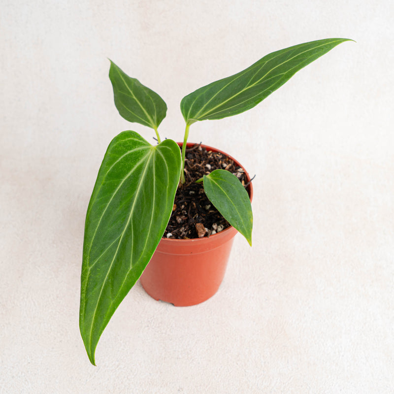 anthurium hu Anthurium HU x Warocqueanum