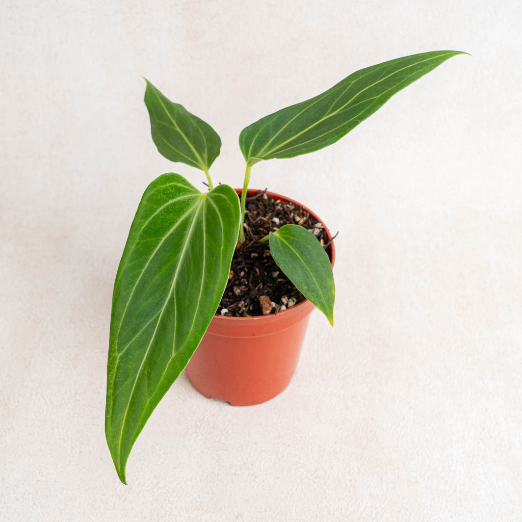 LHS3280_1024x1024.jpg?v=1703574152