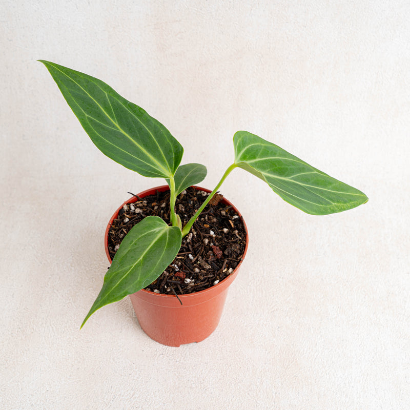 Anthurium HU x Warocqueanum-Aroidasia