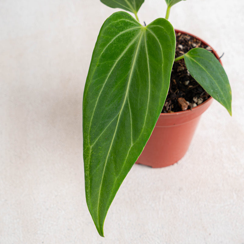 Anthurium HU x Warocqueanum-Aroidasia
