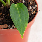 Anthurium HU x Warocqueanum-Aroidasia