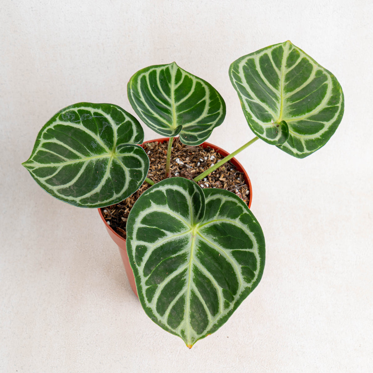 Anthurium Dorayaki — Aroidasia