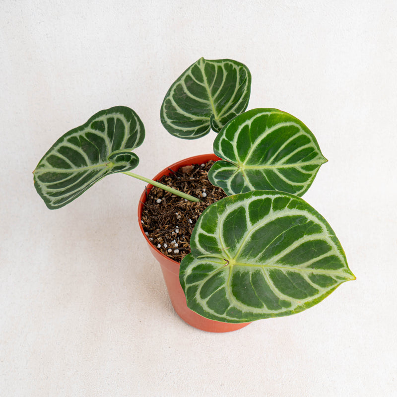 Anthurium Dorayaki-Aroidasia